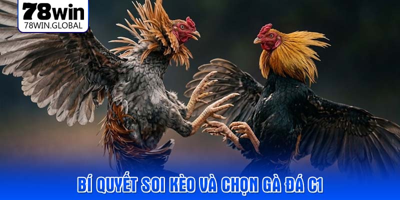 Bí quyết soi kèo và chọn gà đá C1