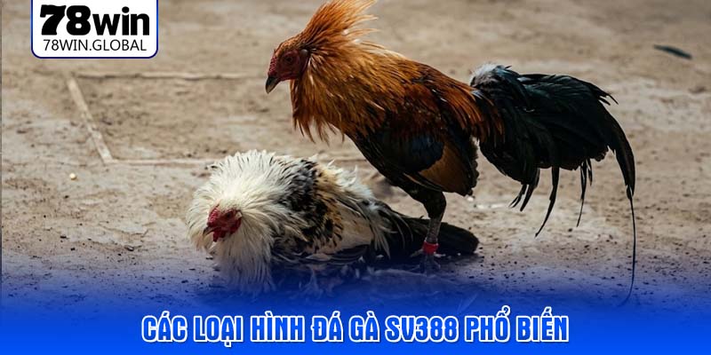 Các loại hình đá gà SV388 phổ biến