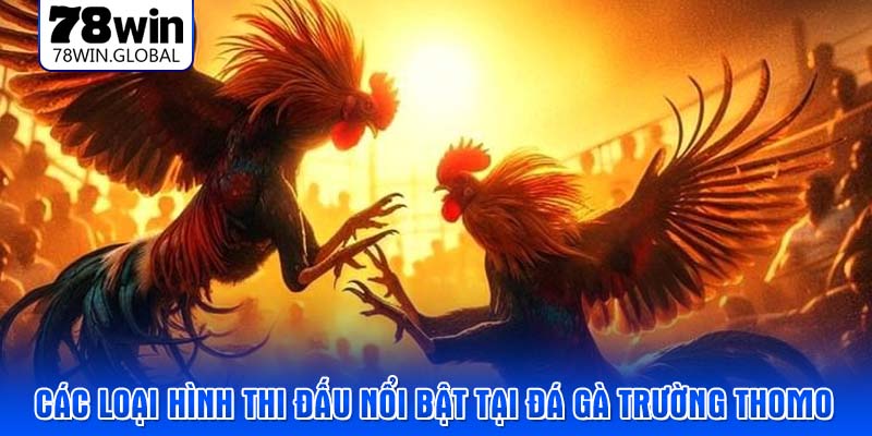 Các loại hình thi đấu nổi bật tại đá gà trường Thomo