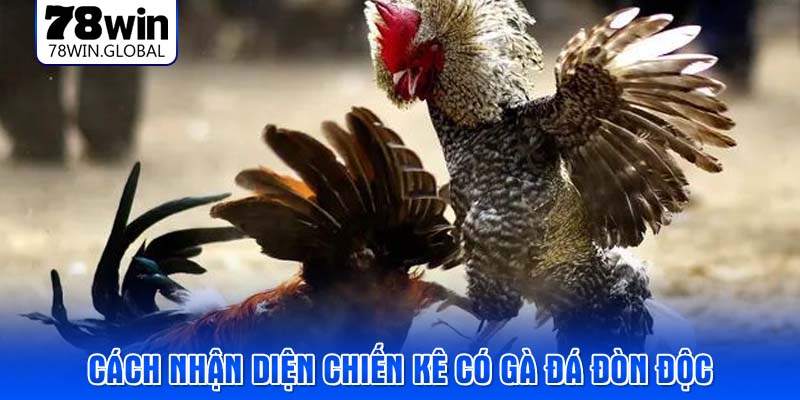 Cách nhận diện chiến kê có gà đá đòn độc