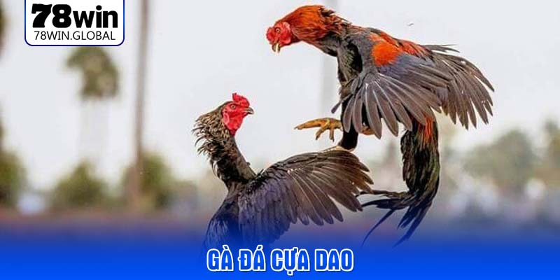 ga-da-cua-dao