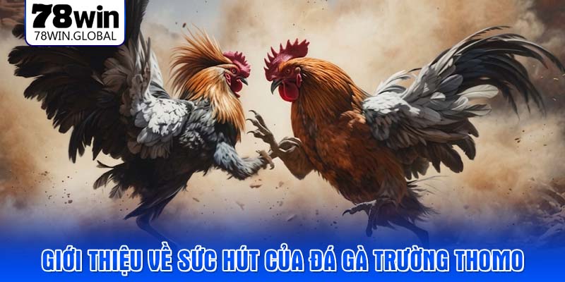 Giới thiệu về sức hút của đá gà trường Thomo