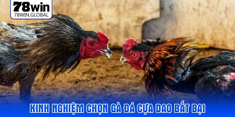 Kinh nghiệm chọn gà đá cựa dao bất bại