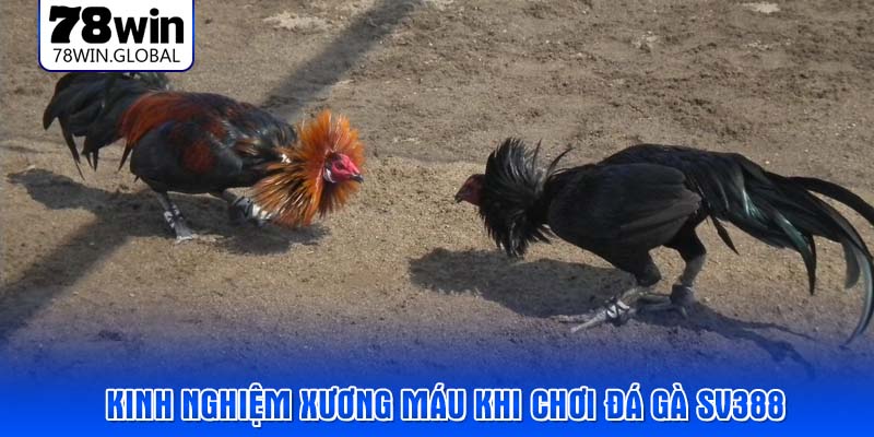 Kinh nghiệm xương máu khi chơi đá gà SV388