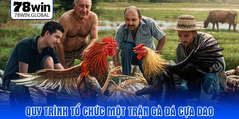 Quy trình tổ chức một trận gà đá cựa dao