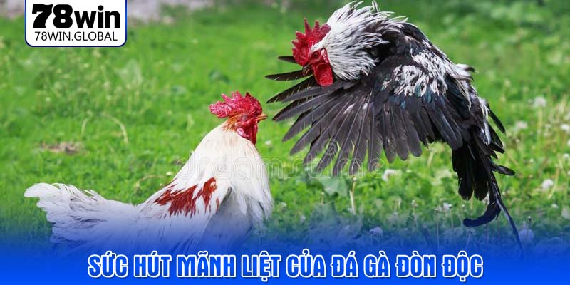 Sức hút mãnh liệt của đá gà đòn độc