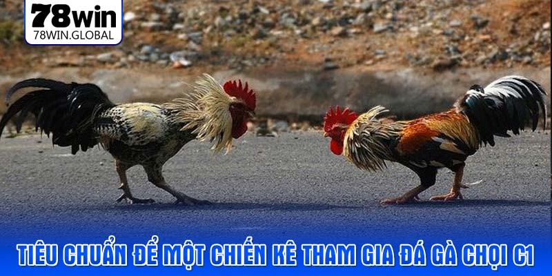Tiêu chuẩn để một chiến kê tham gia đá gà chọi C1