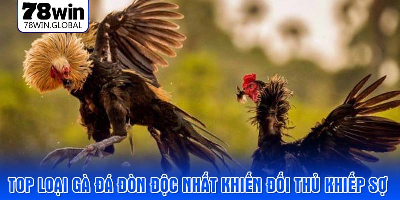 Top loại gà đá đòn độc nhất khiến đối thủ khiếp sợ